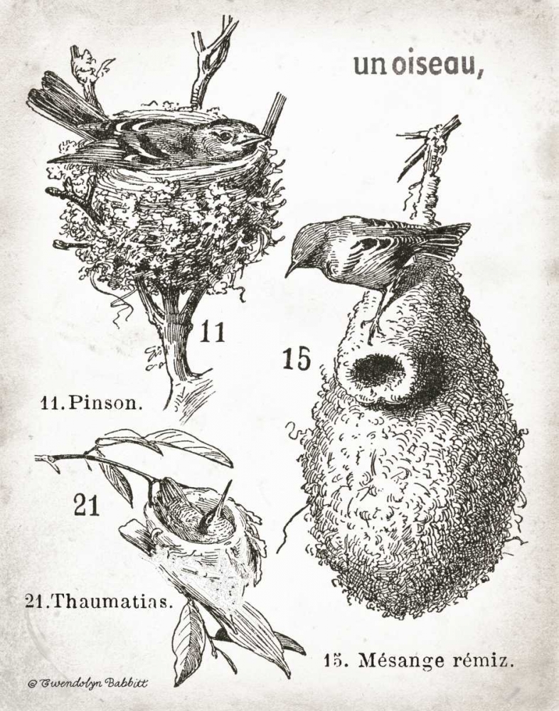 Wall Art Painting id:143362, Name: French Birdnests, Artist: Babbitt, Gwendolyn