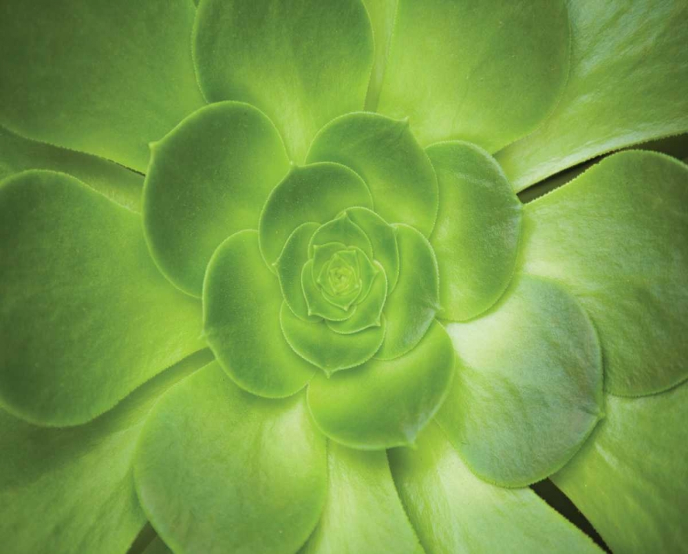 Wall Art Painting id:144960, Name: Succulent I, Artist: Millet, Karyn