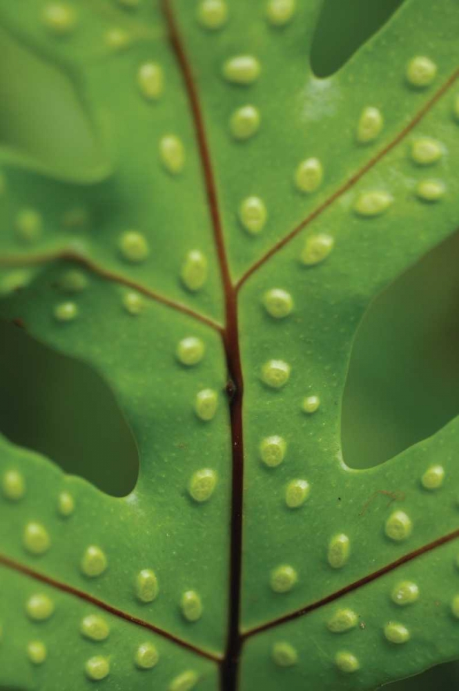 Wall Art Painting id:22, Name: Spotted Leaf I, Artist: Berzel, Erin