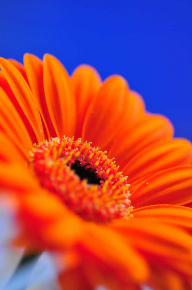 Similar wall art painting: 44