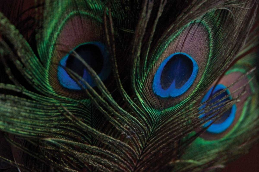 Wall Art Painting id:69, Name: Peacock Feathers I, Artist: Berzel, Erin