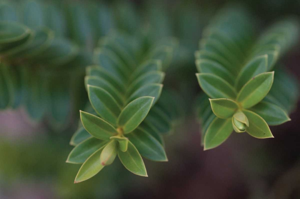 Wall Art Painting id:73, Name: Green Leaves I, Artist: Berzel, Erin