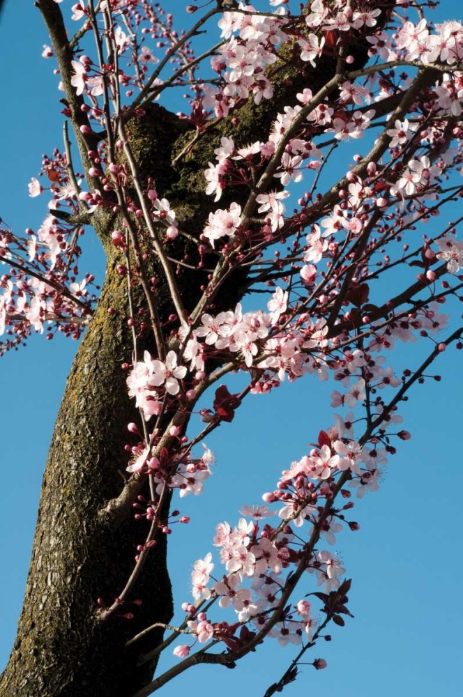 Wall Art Painting id:78, Name: Cherry Blossom III, Artist: Berzel, Erin