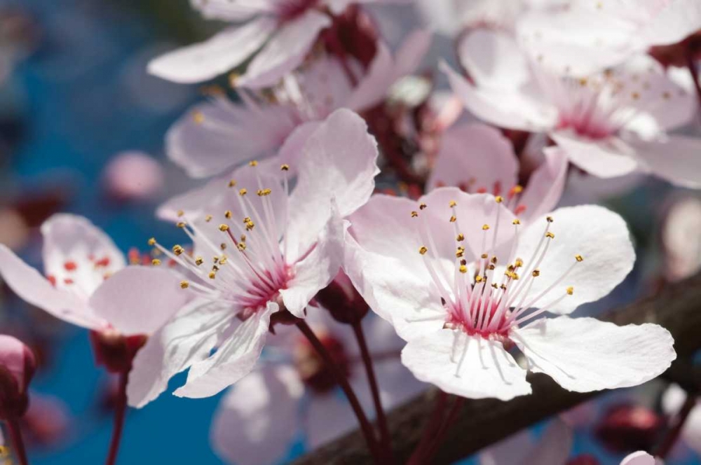 Wall Art Painting id:79, Name: Cherry Blossom II, Artist: Berzel, Erin