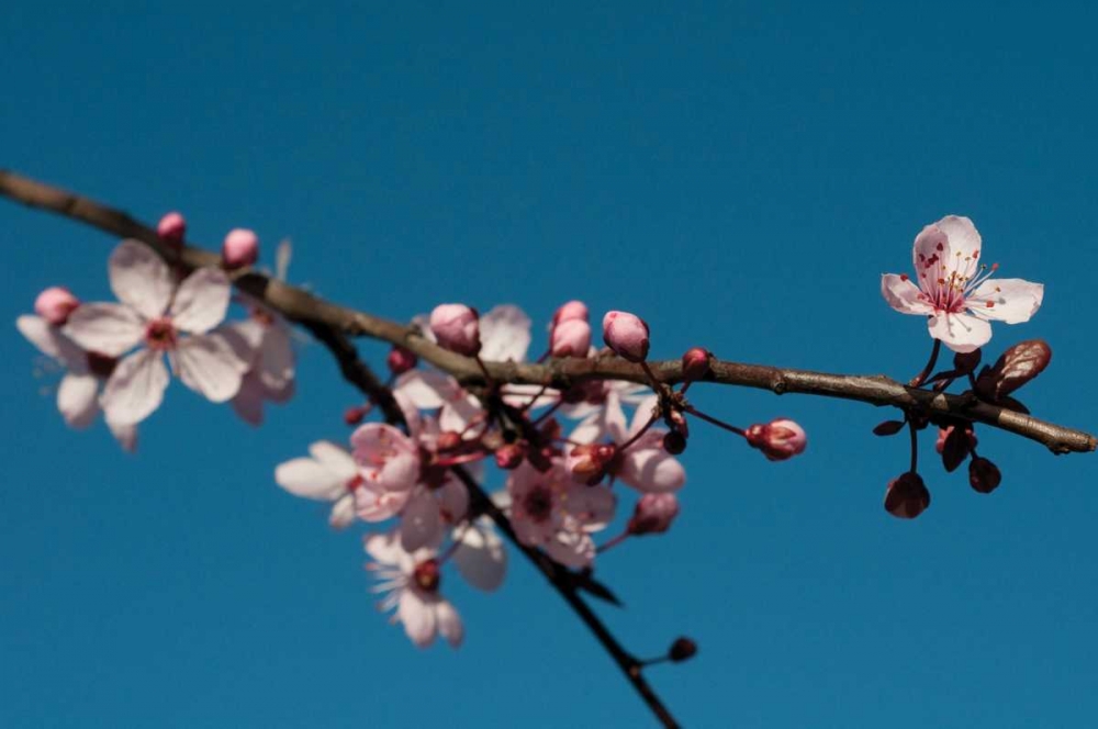 Wall Art Painting id:80, Name: Cherry Blossom IV, Artist: Berzel, Erin