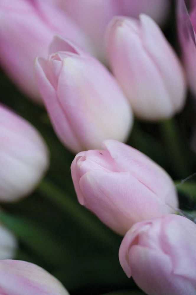 Art Print: Soft Pink Tulips II