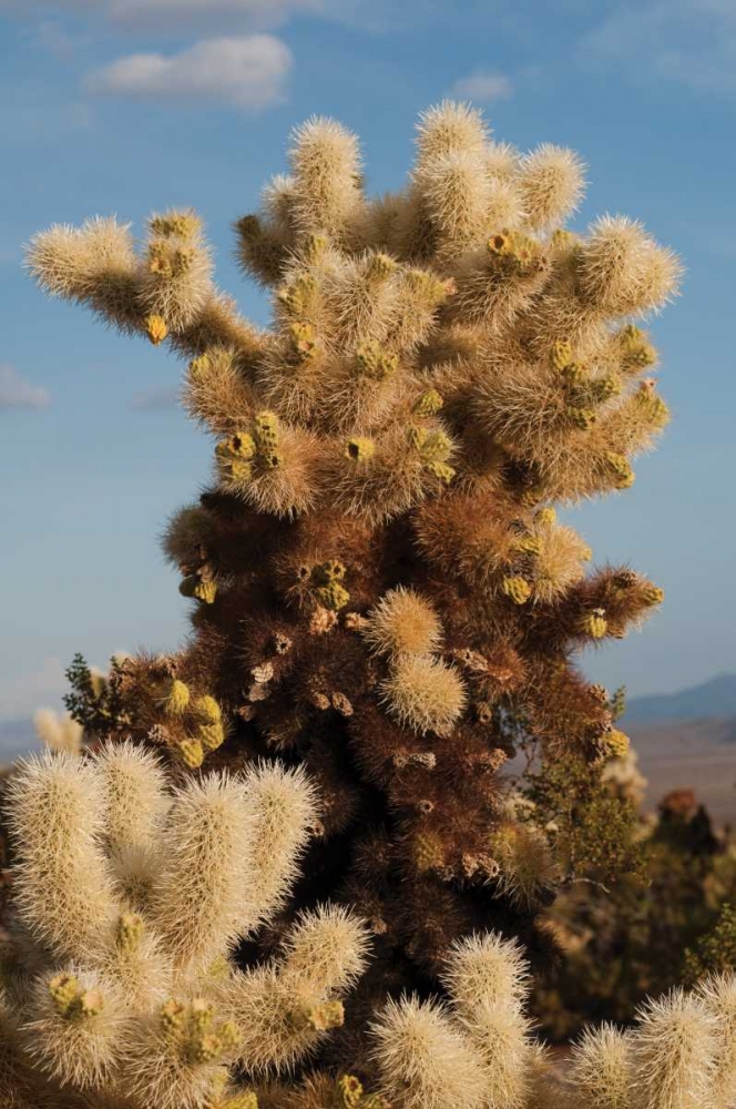 Wall Art Painting id:225, Name: Cholla Cactus II, Artist: Berzel, Erin