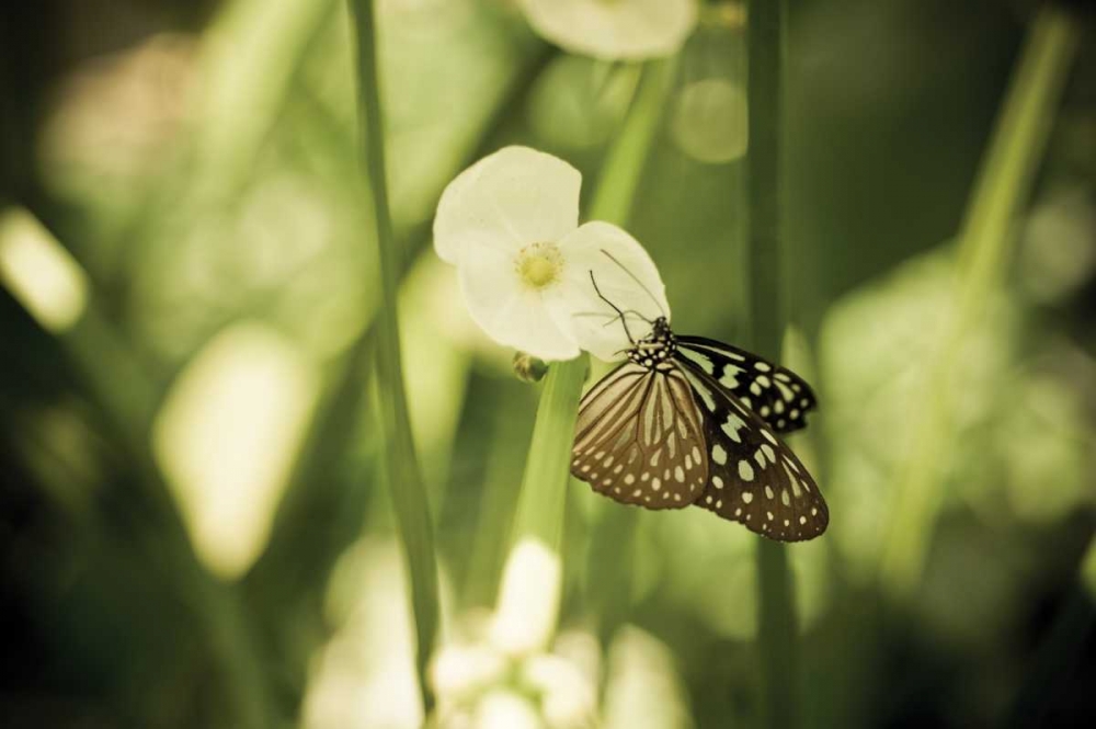 Similar wall art painting: 14136