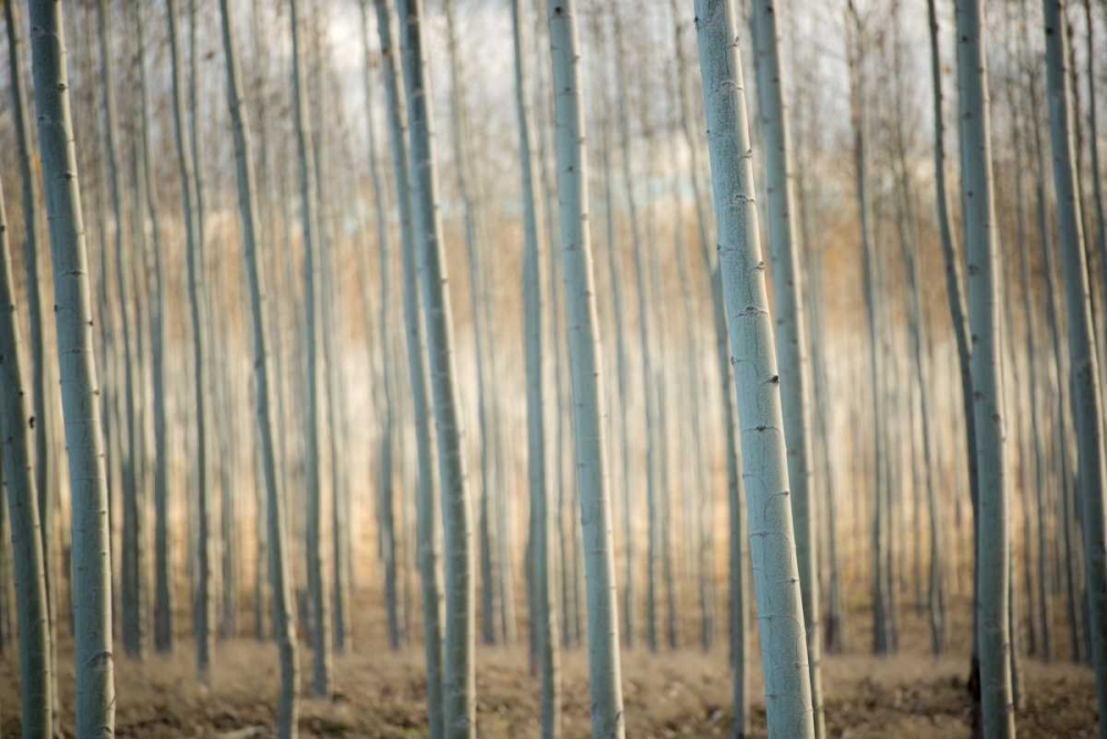 Similar wall art painting: 29196