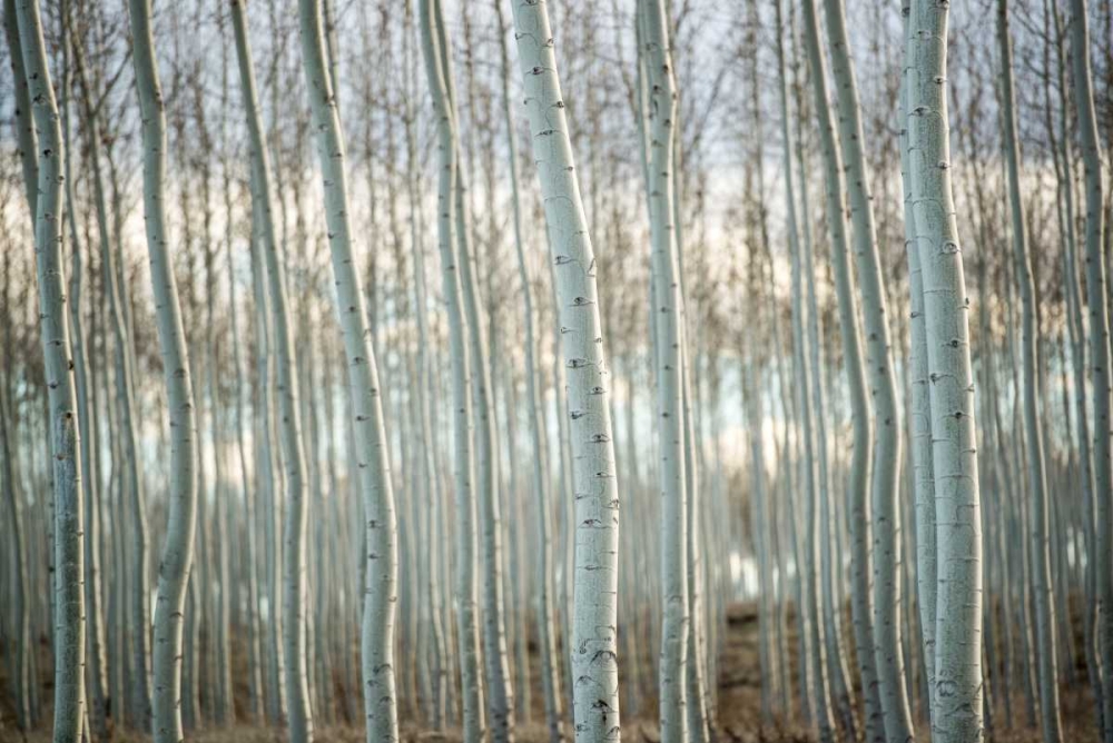 Similar wall art painting: 29197