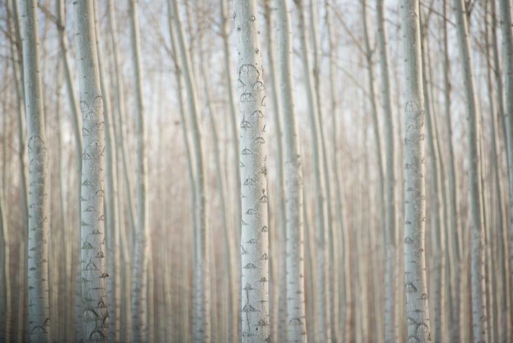 Similar wall art painting: 29198