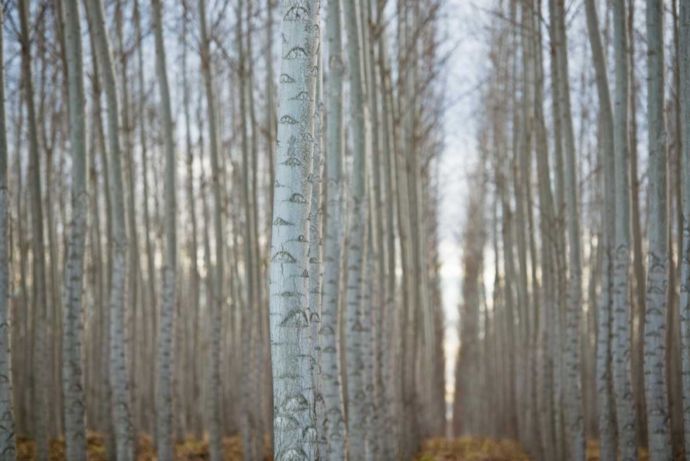 Similar wall art painting: 29199