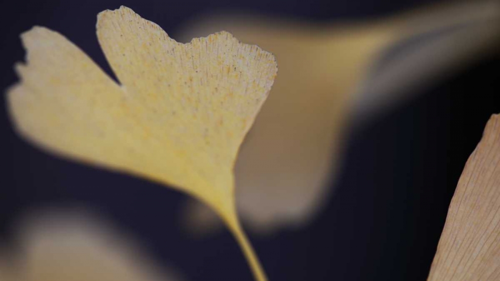 Wall Art Painting id:24704, Name: Autumn Gingko II, Artist: Crane, Rita