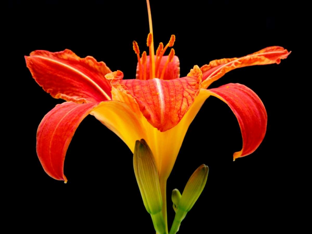 Wall Art Painting id:82866, Name: Day Lily II, Artist: Christensen, Jim
