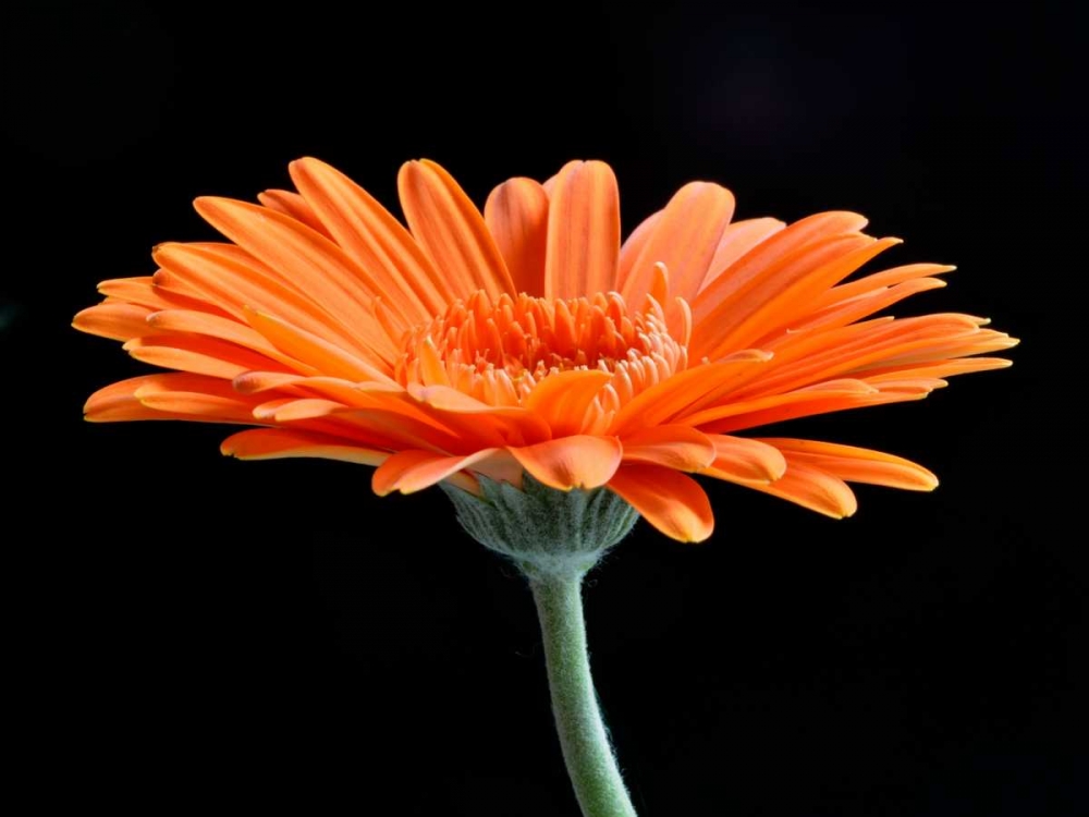 Similar wall art painting: 82919