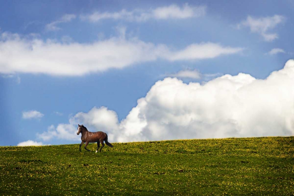 Wall Art Painting id:19962, Name: Horses in the Clouds I, Artist: Hausenflock, Alan