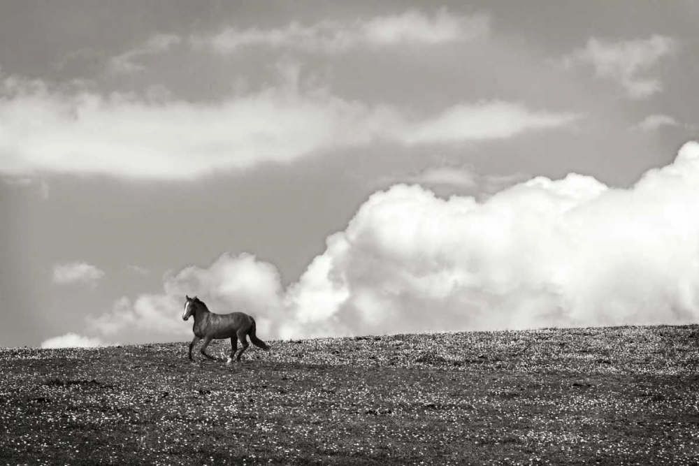 Wall Art Painting id:19964, Name: Horses in the Clouds I - BW, Artist: Hausenflock, Alan