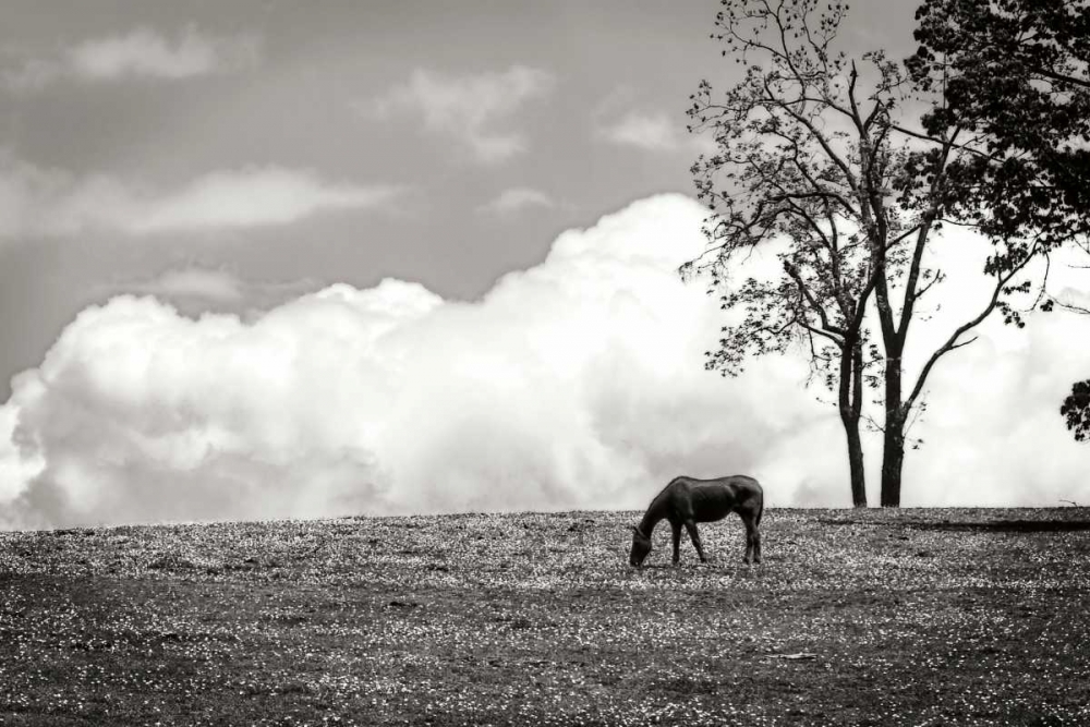 Wall Art Painting id:19965, Name: Horses in the Clouds II - BW, Artist: Hausenflock, Alan