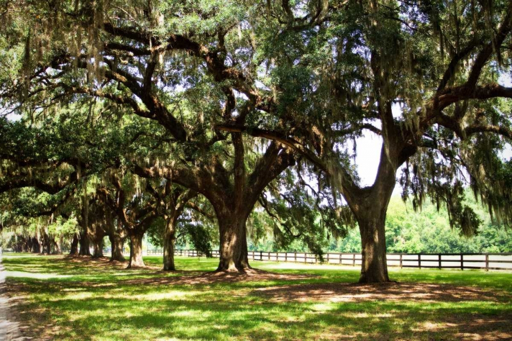 Wall Art Painting id:1913, Name: Charleston Oaks II, Artist: Hausenflock, Alan