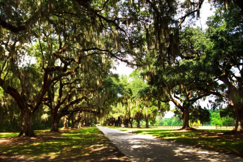 Wall Art Painting id:1914, Name: Charleston Oaks III, Artist: Hausenflock, Alan