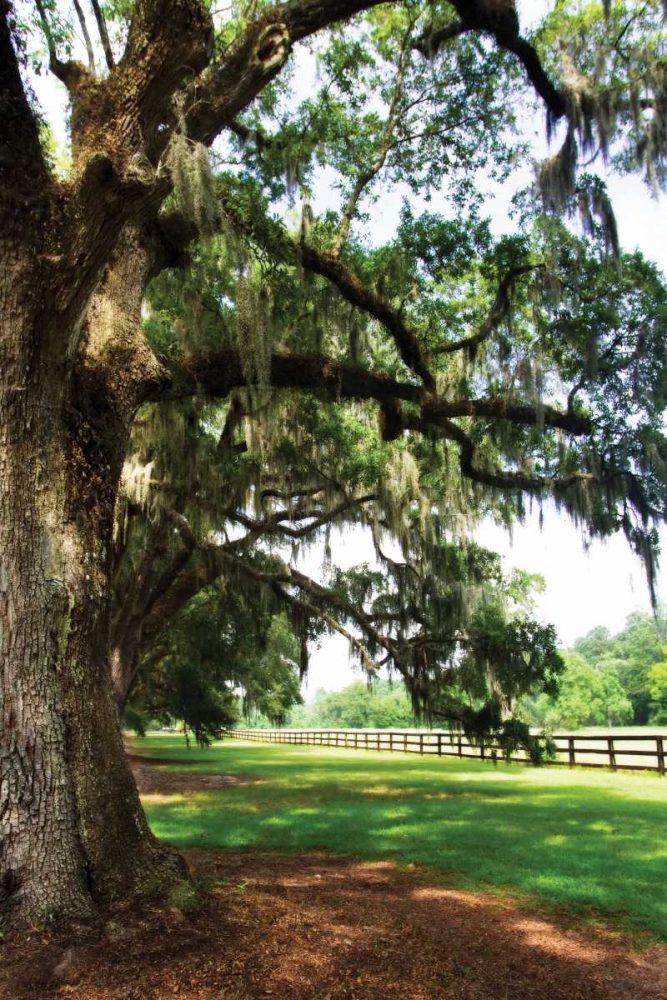 Wall Art Painting id:1916, Name: Charleston Oaks V, Artist: Hausenflock, Alan