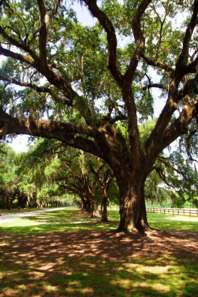 Wall Art Painting id:1917, Name: Charleston Oaks VI, Artist: Hausenflock, Alan