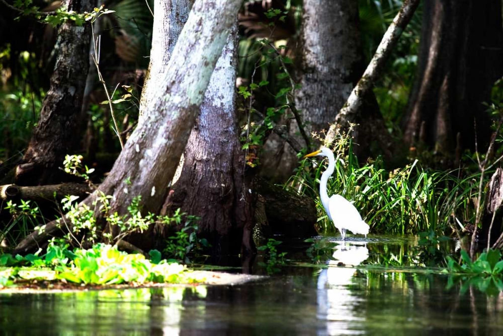 Wall Art Painting id:909, Name: Stalking Egret, Artist: Hausenflock, Alan