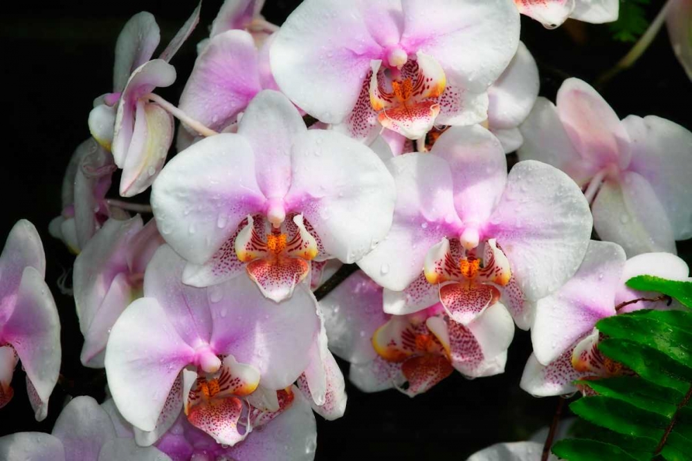 Wall Art Painting id:1331, Name: Moth Orchids I, Artist: Hausenflock, Alan