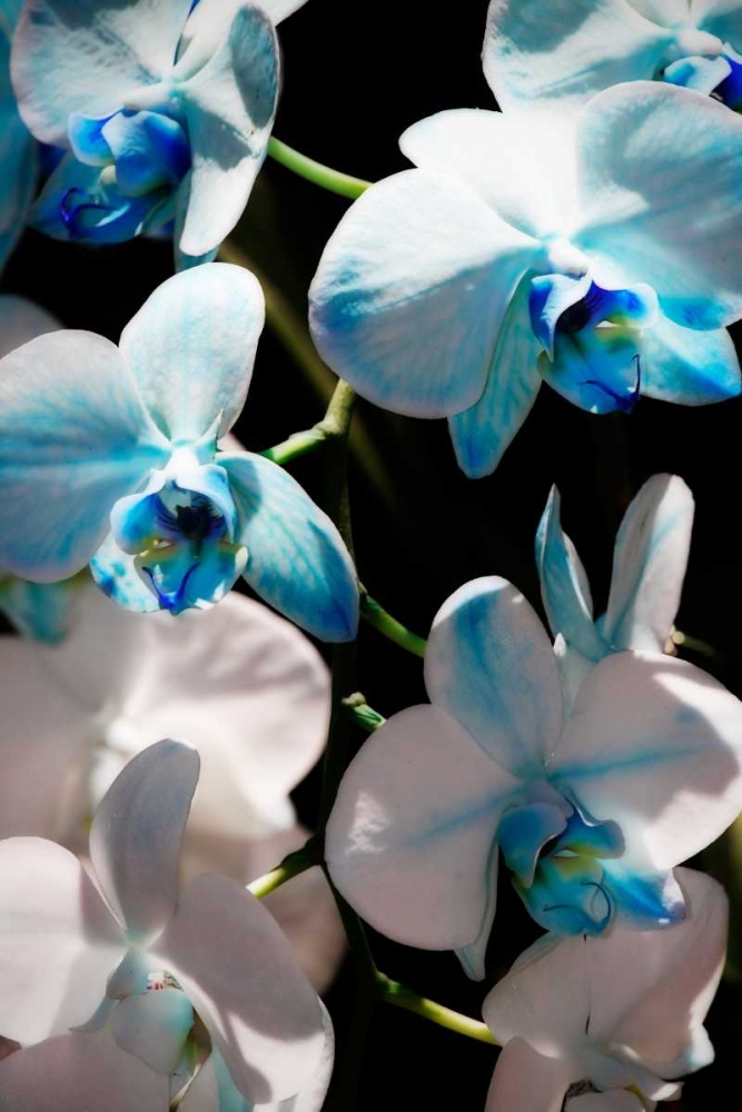 Wall Art Painting id:1335, Name: Blue Moth Orchids I, Artist: Hausenflock, Alan