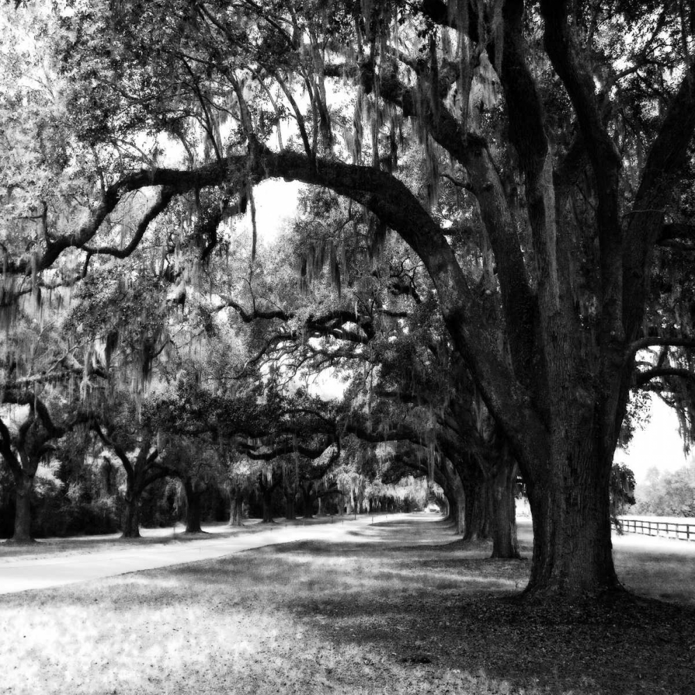 Wall Art Painting id:9660, Name: Charleston Oaks Sq IX, Artist: Hausenflock, Alan