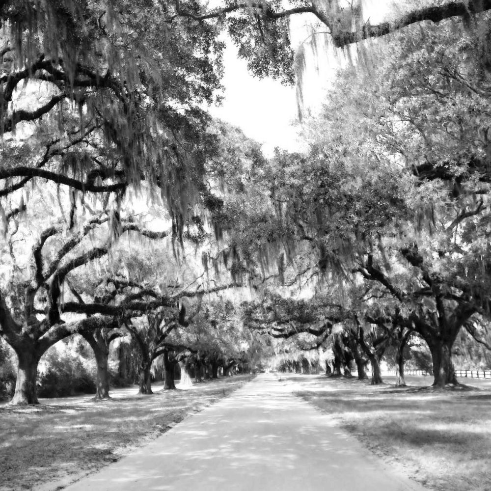 Wall Art Painting id:9661, Name: Charleston Oaks Sq. X, Artist: Hausenflock, Alan