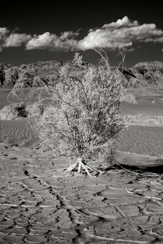 Wall Art Painting id:20045, Name: Death Valley Dunes I, Artist: Johnson, George