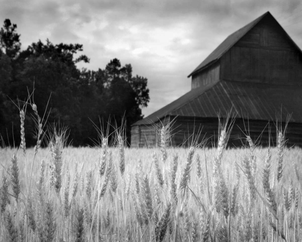 Wall Art Painting id:2199, Name: Harvest Time II, Artist: Larson, Scott