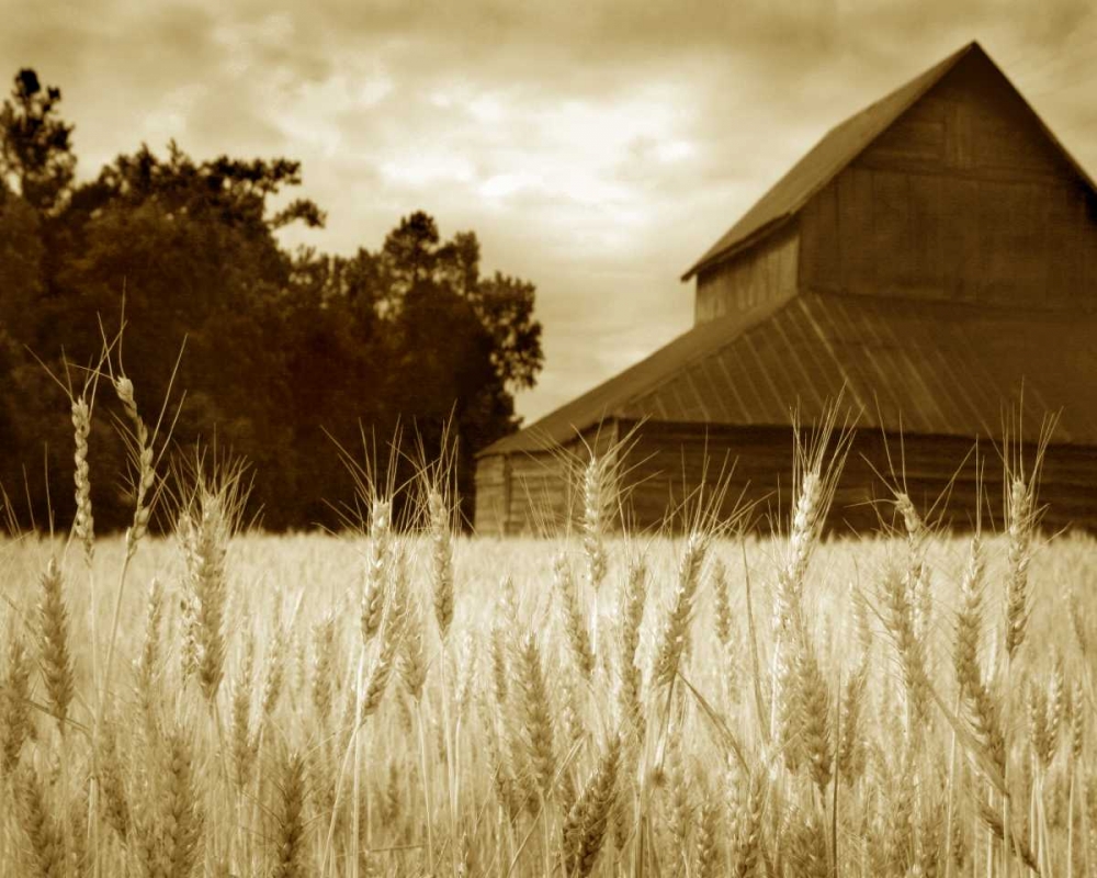 Wall Art Painting id:2200, Name: Harvest Time III, Artist: Larson, Scott