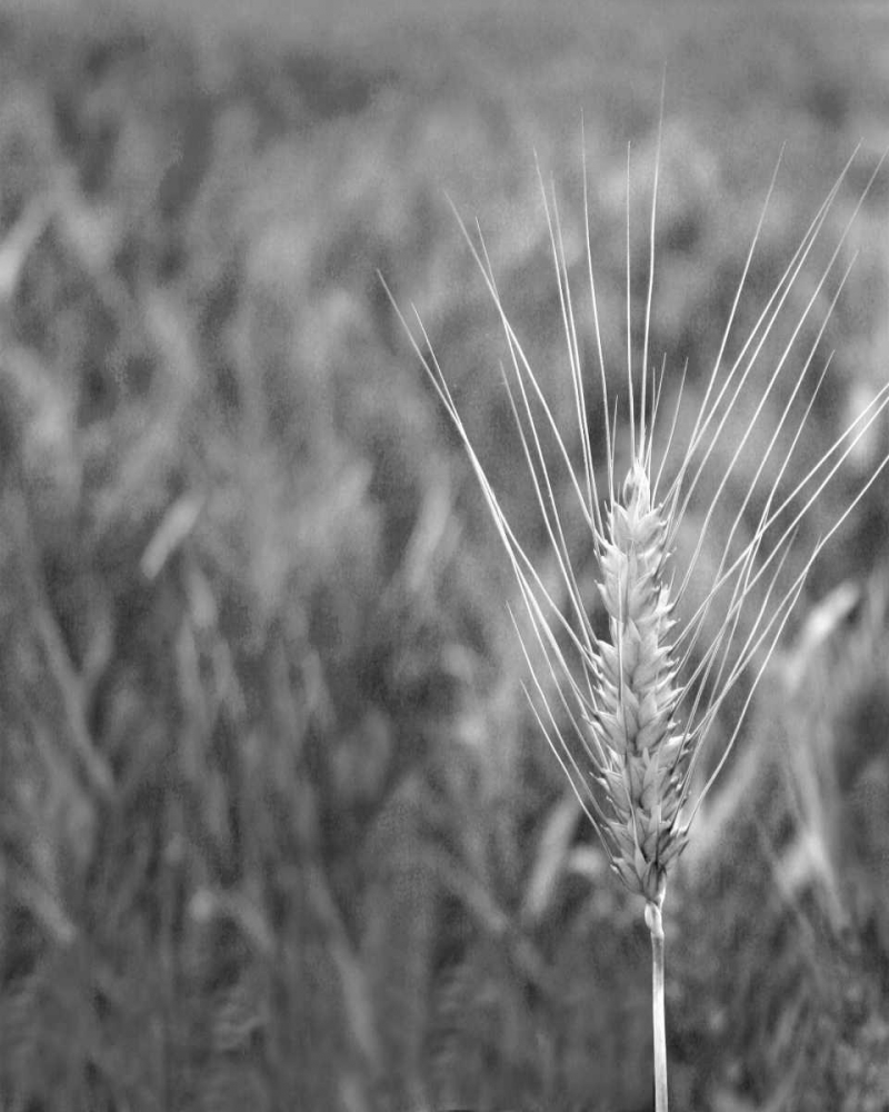 Similar wall art painting: 2210