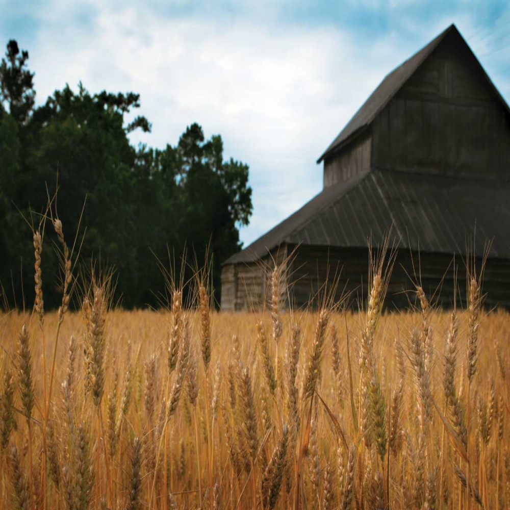 Wall Art Painting id:9668, Name: Harvest Time IV, Artist: Larson, Scott