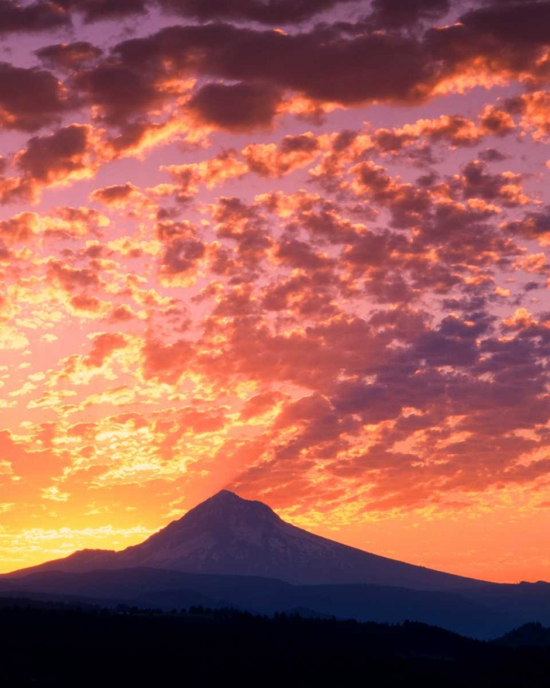 Wall Art Painting id:145944, Name: Mt. Hood XXII, Artist: Leahy, Ike