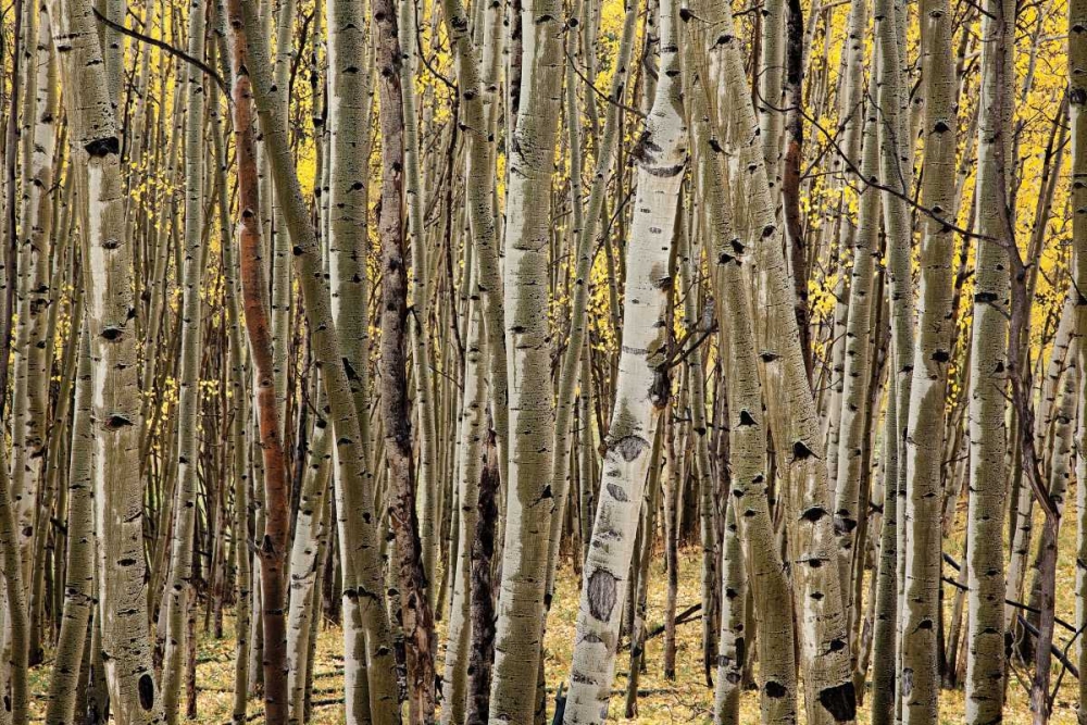 Wall Art Painting id:2349, Name: Aspen Grove I, Artist: Malvin, Larry