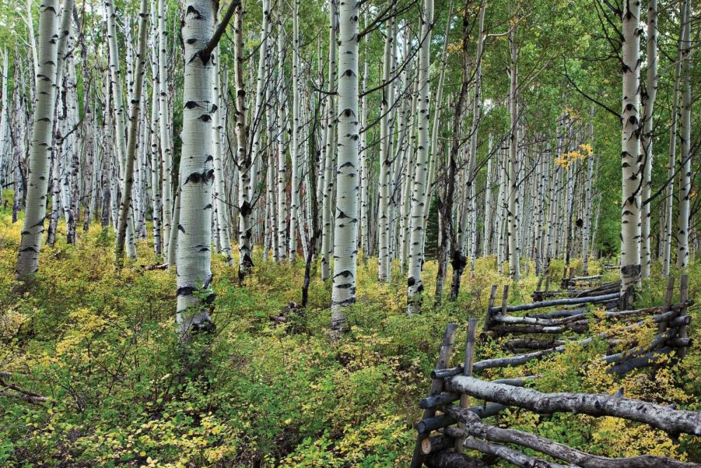 Wall Art Painting id:2350, Name: Aspen Grove II, Artist: Malvin, Larry