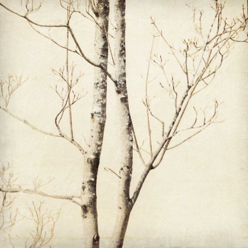 Wall Art Painting id:2390, Name: Winter Trees II, Artist: Melious, Amy