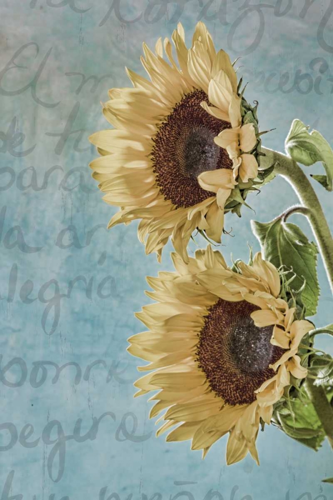 Wall Art Painting id:20178, Name: Sunflowers II, Artist: Mahan, Kathy