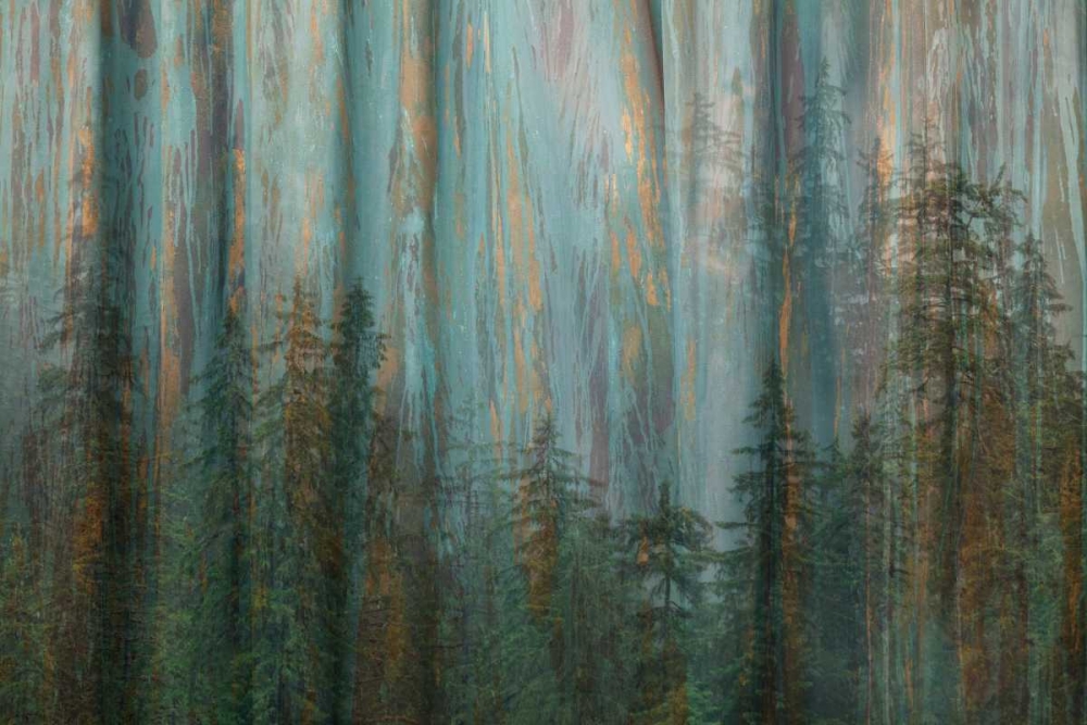 Wall Art Painting id:29571, Name: Forest I, Artist: Mahan, Kathy