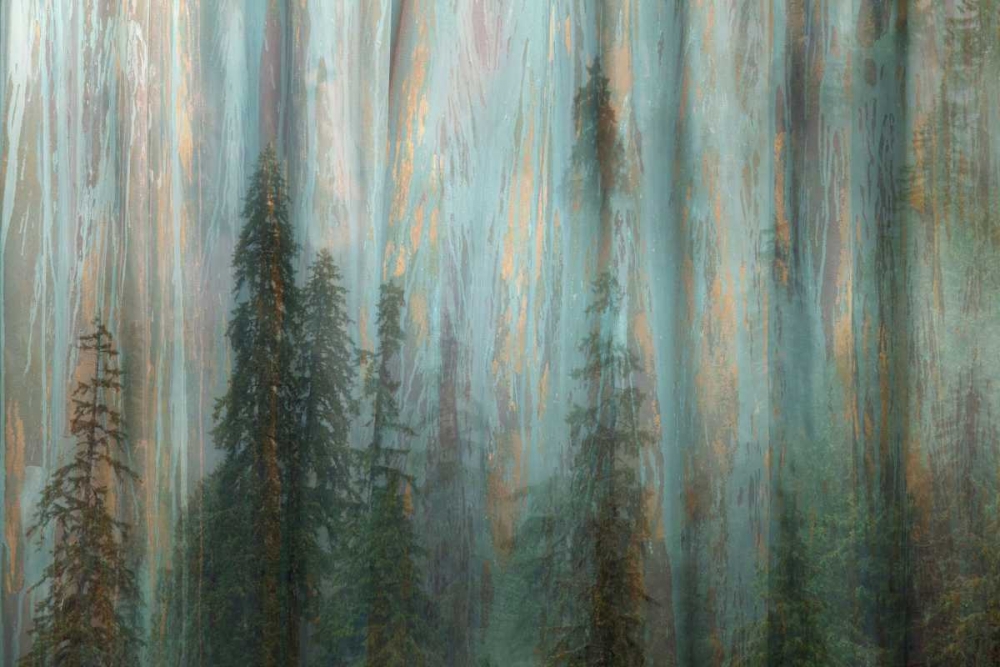 Wall Art Painting id:29572, Name: Forest II, Artist: Mahan, Kathy