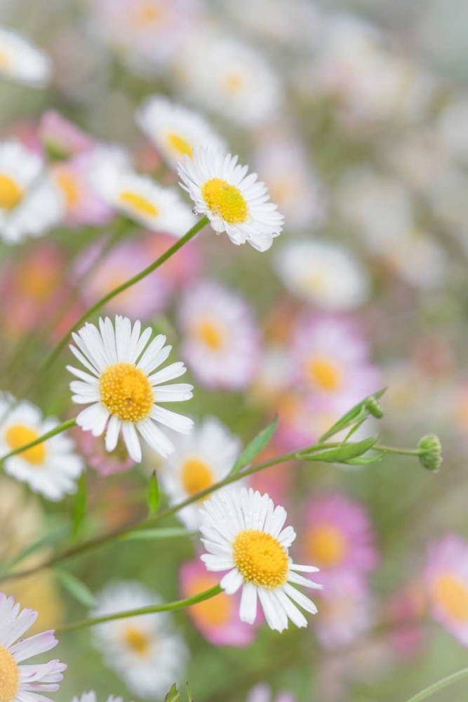 Wall Art Painting id:29588, Name: Santa Barbara Daisies II, Artist: Mahan, Kathy