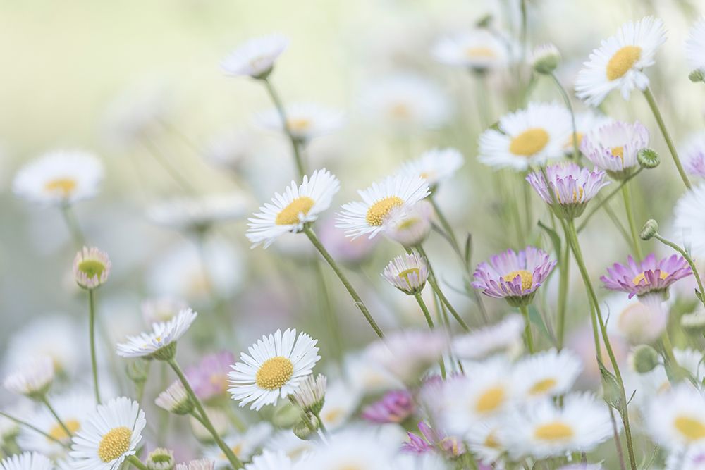 Wall Art Painting id:541614, Name: Santa Barbara Daisies II, Artist: Mahan, Kathy