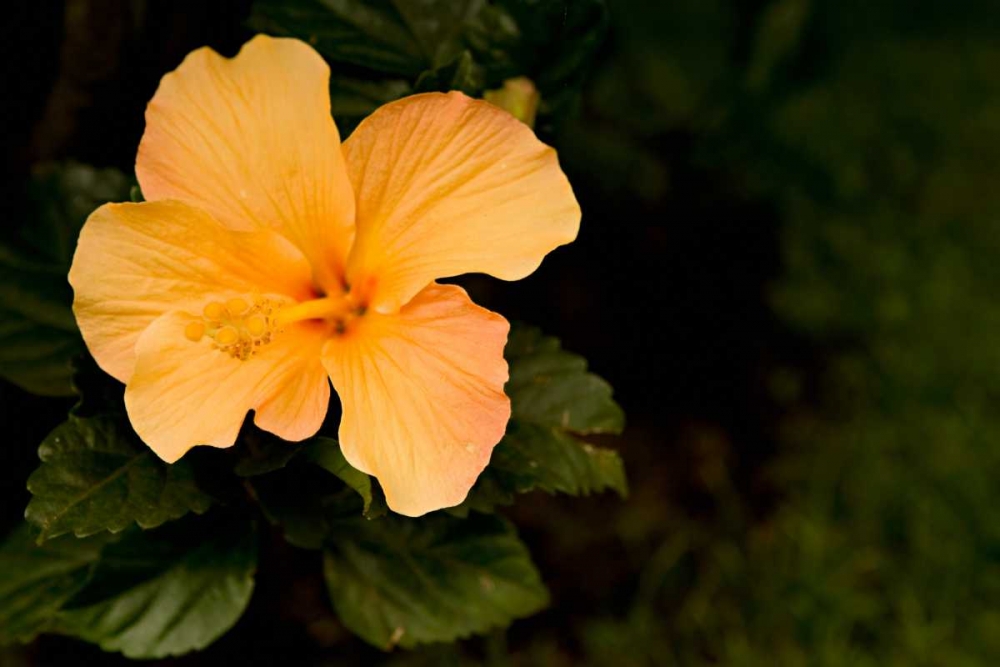 Similar wall art painting: 2436