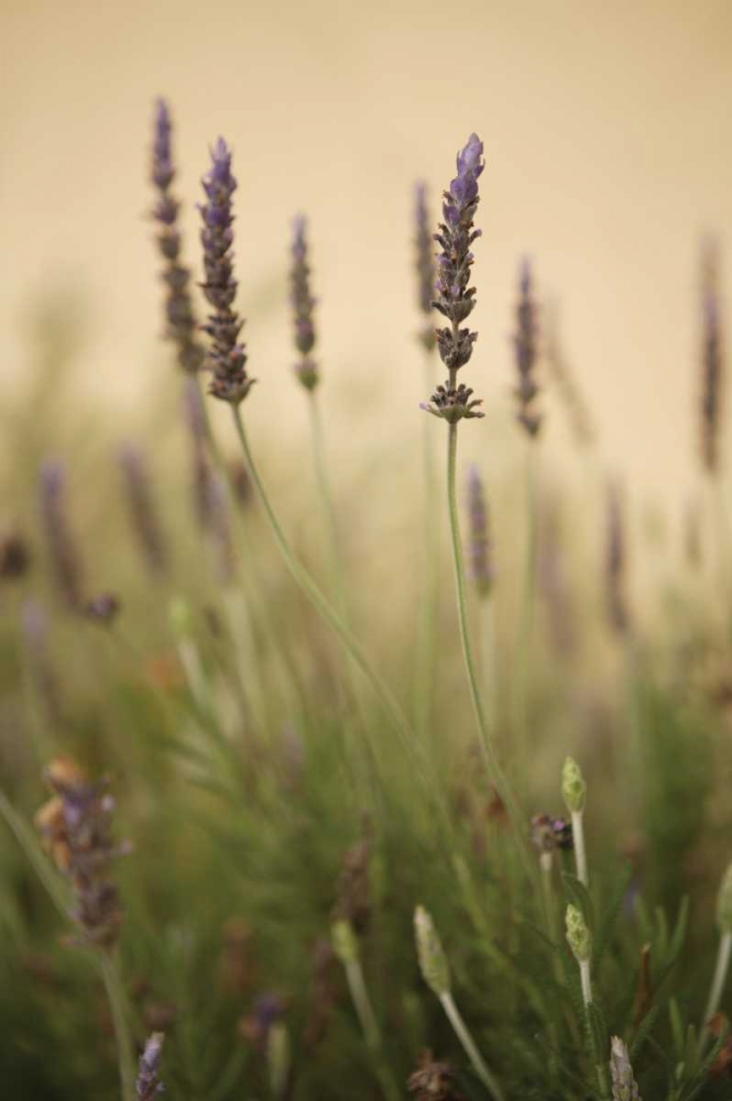 Similar wall art painting: 2438