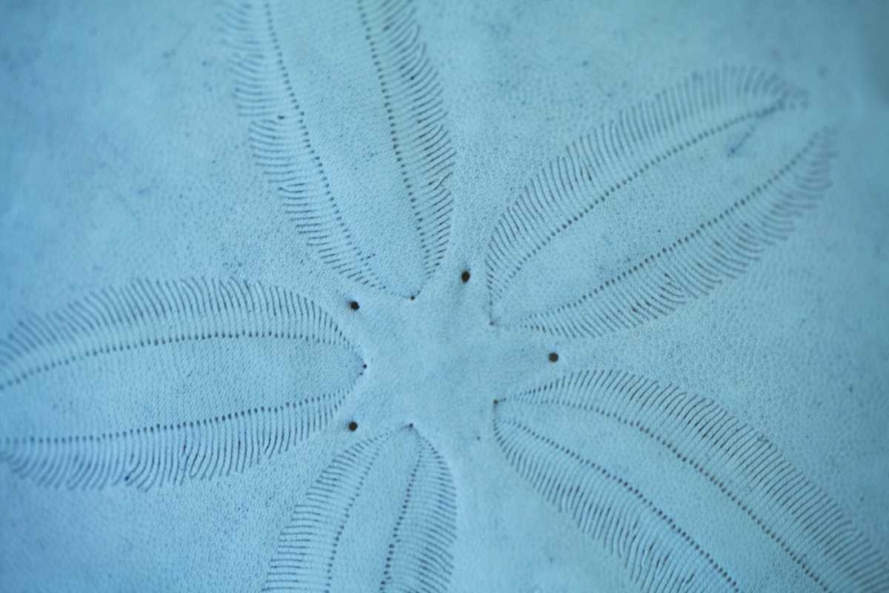 Wall Art Painting id:9695, Name: Sand Dollar I, Artist: Millet, Karyn