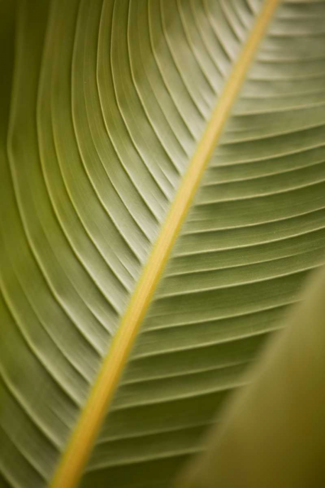 Wall Art Painting id:9720, Name: Tropical Leaves II, Artist: Millet, Karyn