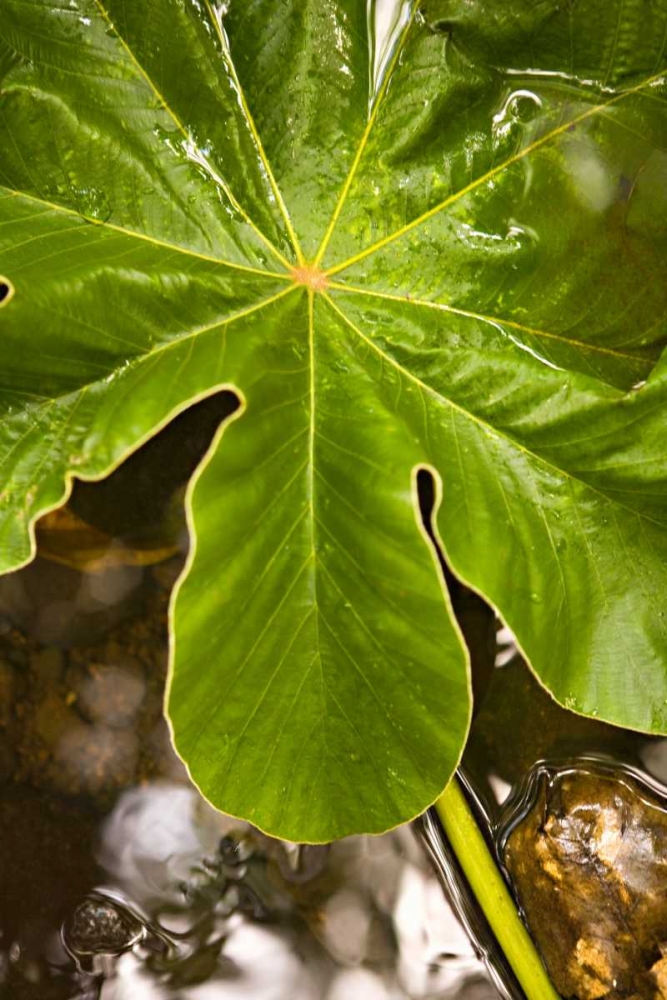 Wall Art Painting id:9722, Name: Tropical Leaves IV, Artist: Millet, Karyn